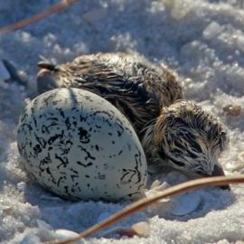 Conservation Partnerships Protect Species at Eglin Air Force Base